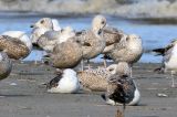 20150417_Thayers Meeuw_Bergen aan Zee_1